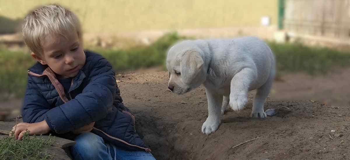 labrador-szczeniak i dziecko
